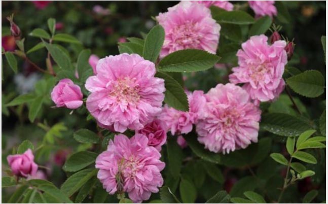 rosa